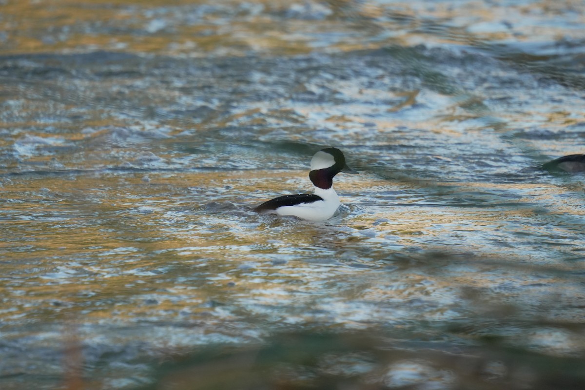 Bufflehead - ML645504943