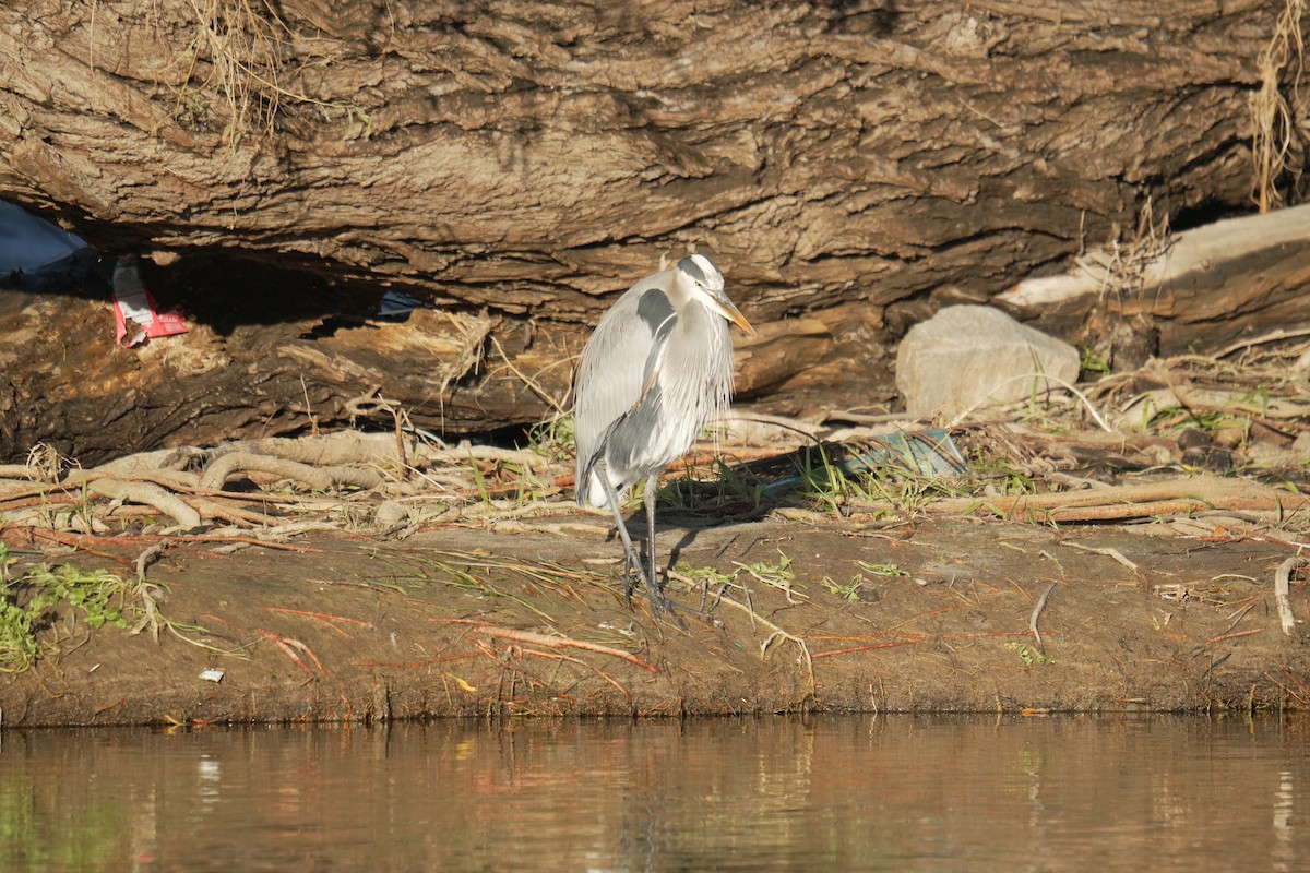 Great Blue Heron - ML645504944