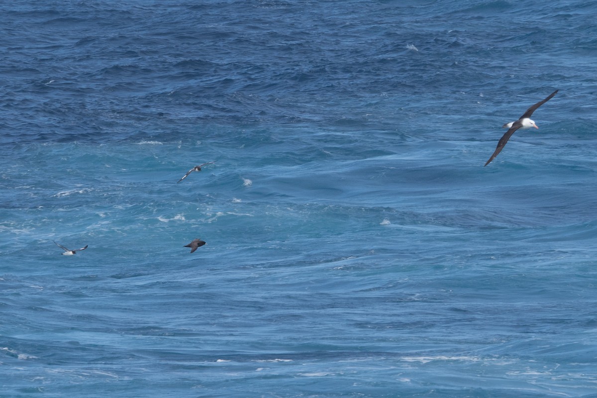White-chinned Petrel - ML645504948