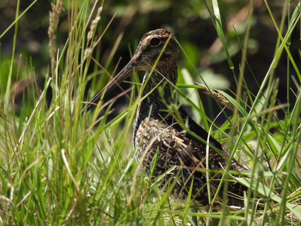 Pantanal Snipe - ML645504954