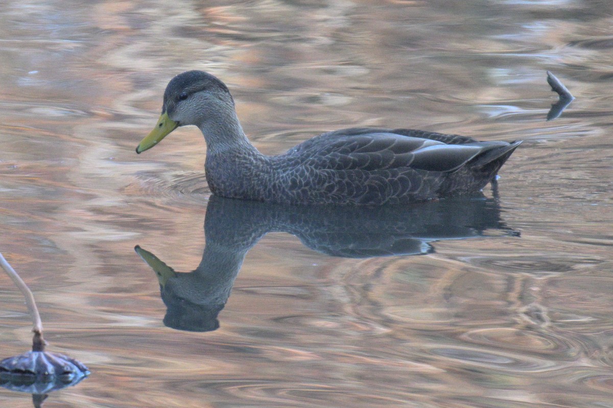 American Black Duck - ML645504956