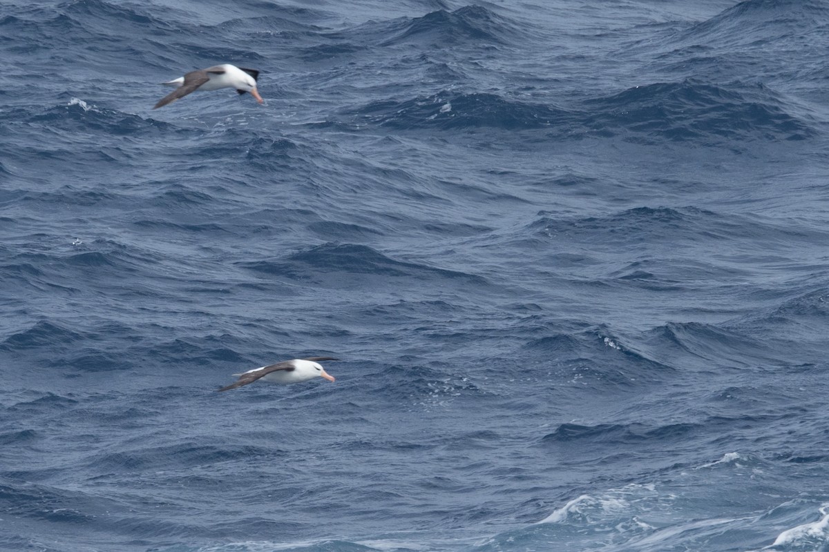 Schwarzbrauenalbatros - ML645504957