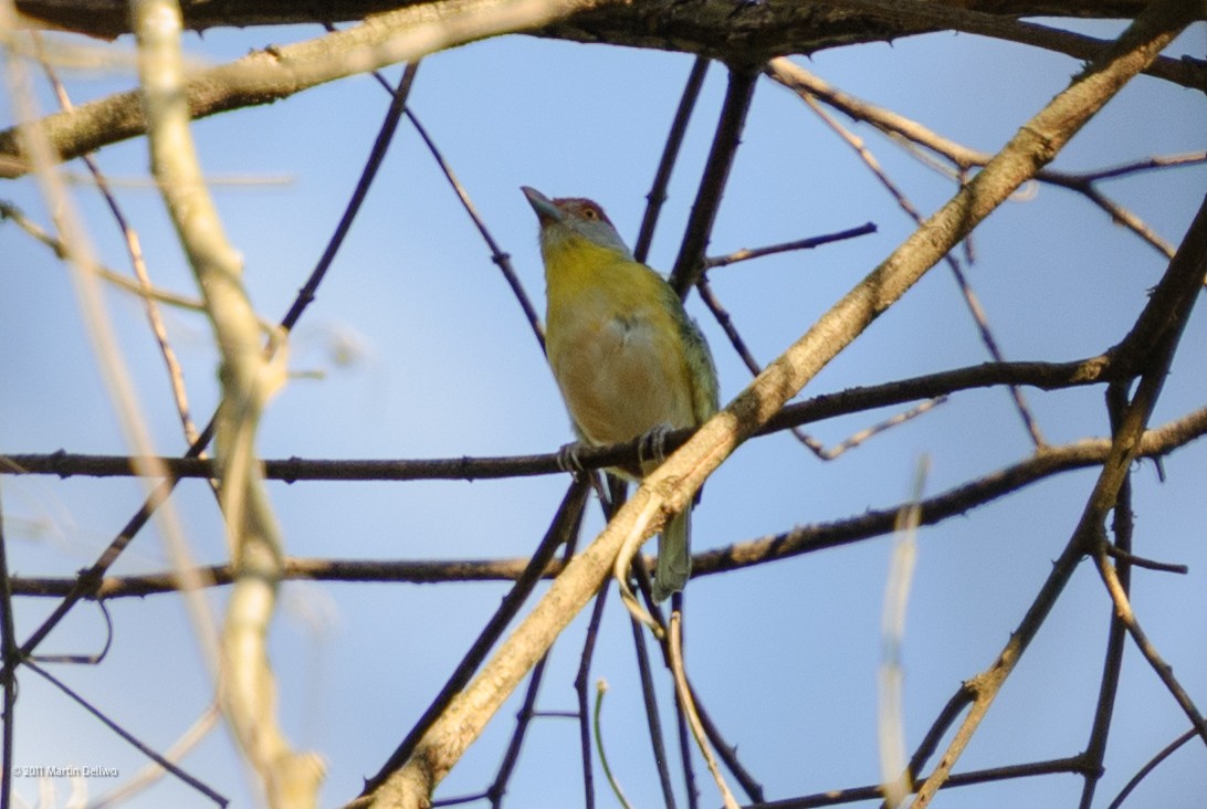 Rufous-browed Peppershrike - ML645504959