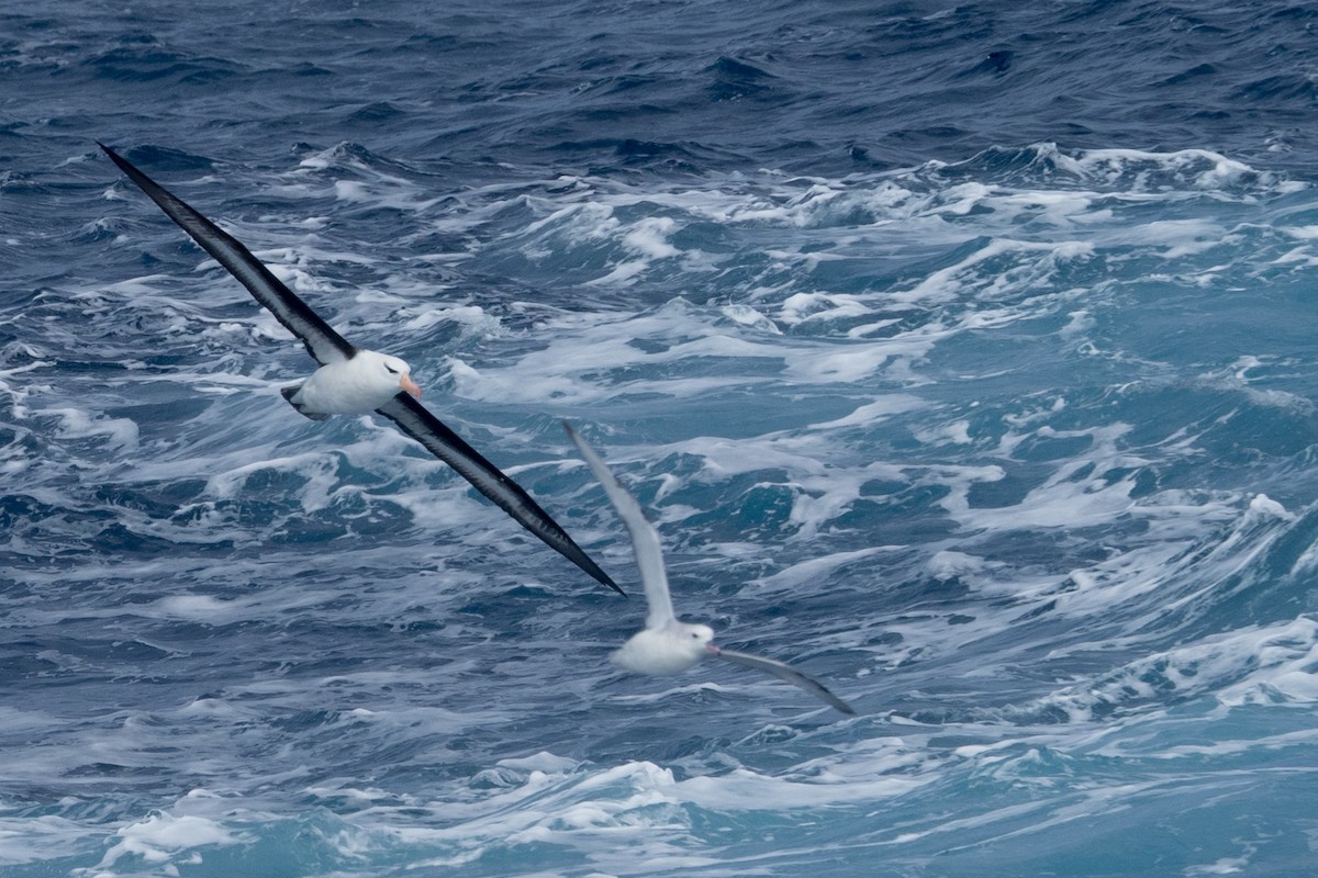 Schwarzbrauenalbatros - ML645504963