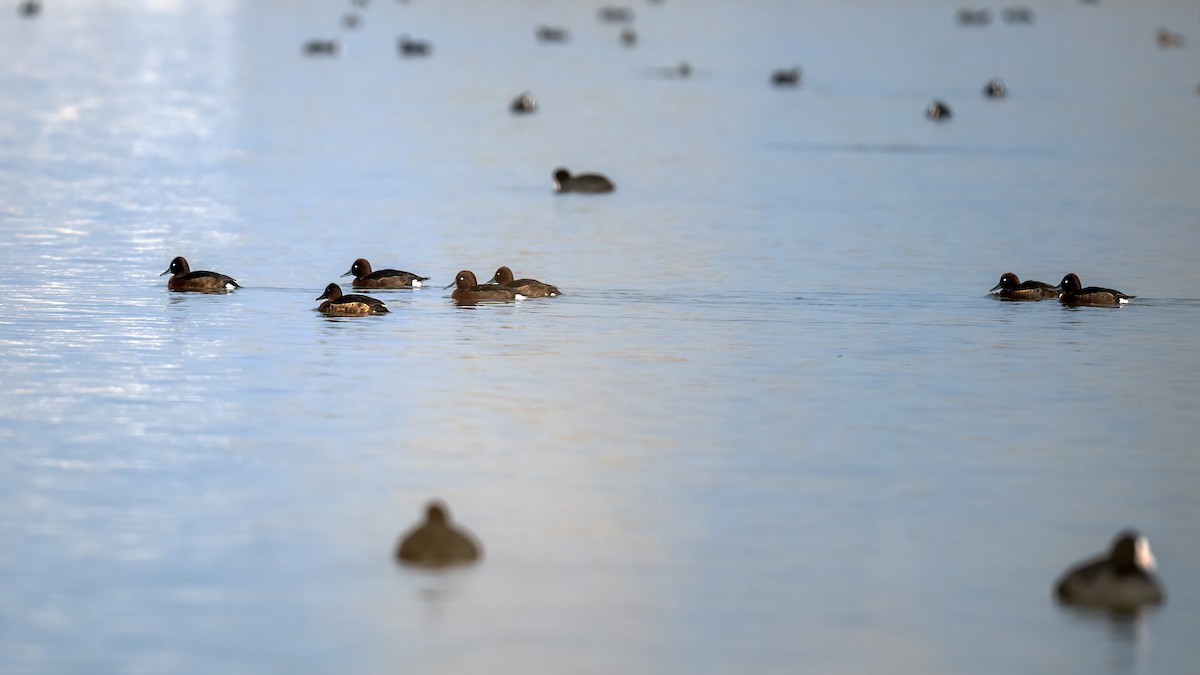 Ferruginous Duck - ML645504965