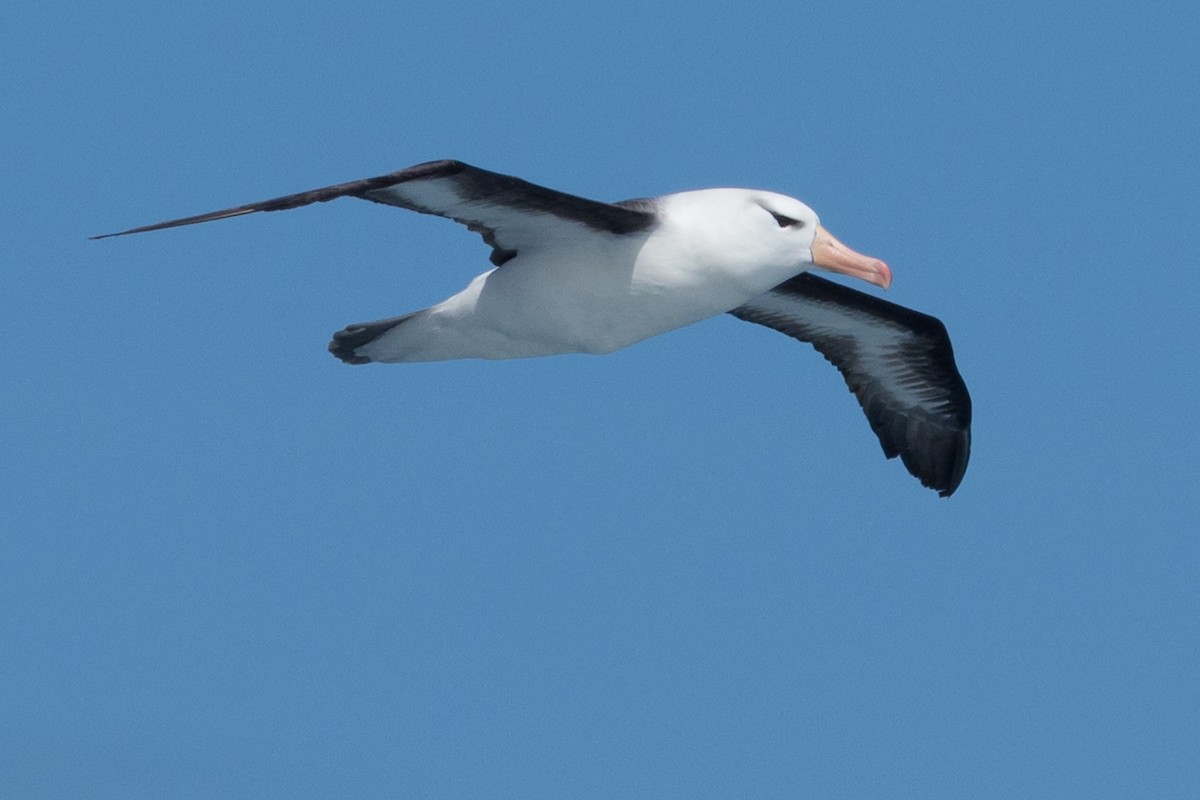 Schwarzbrauenalbatros - ML645504971