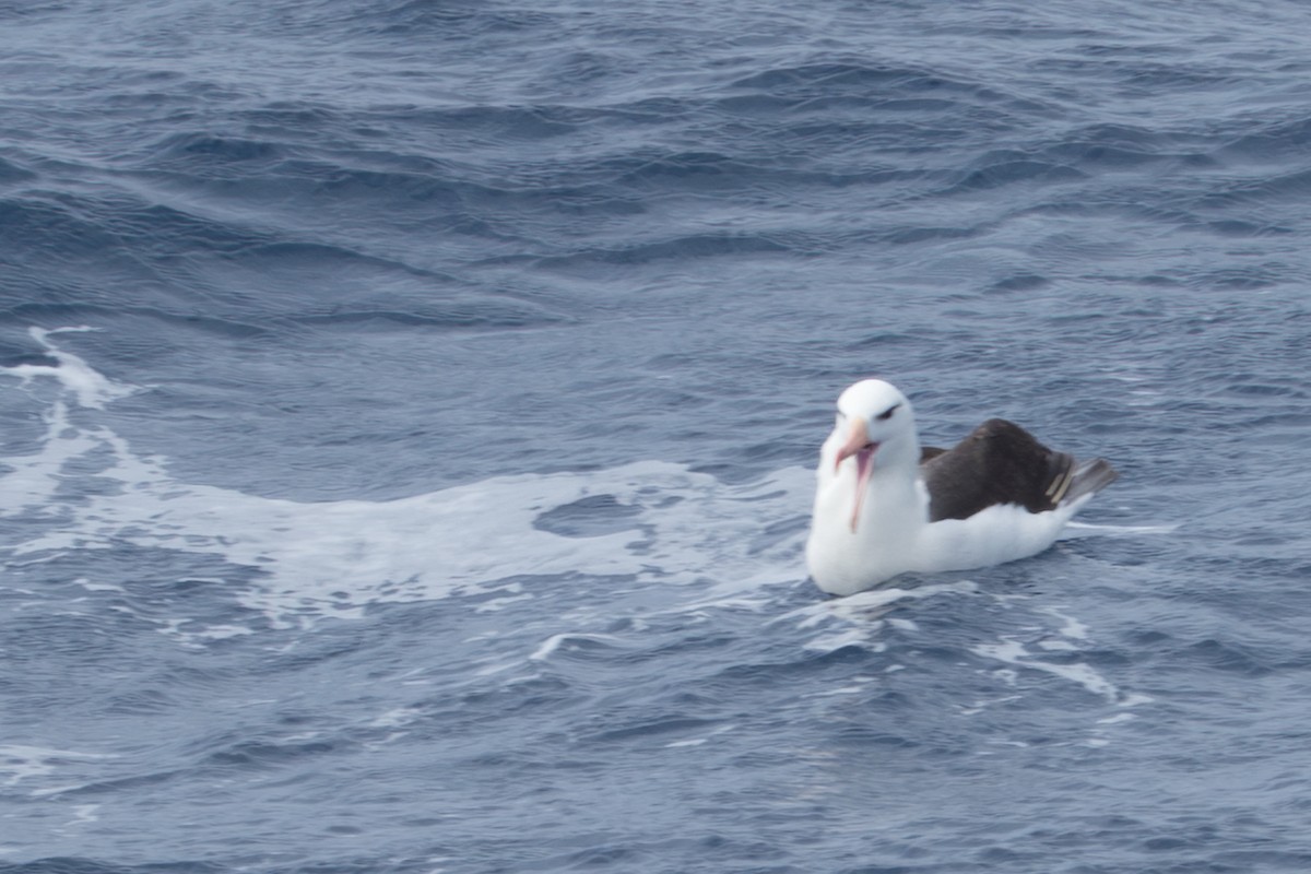 Schwarzbrauenalbatros - ML645504972