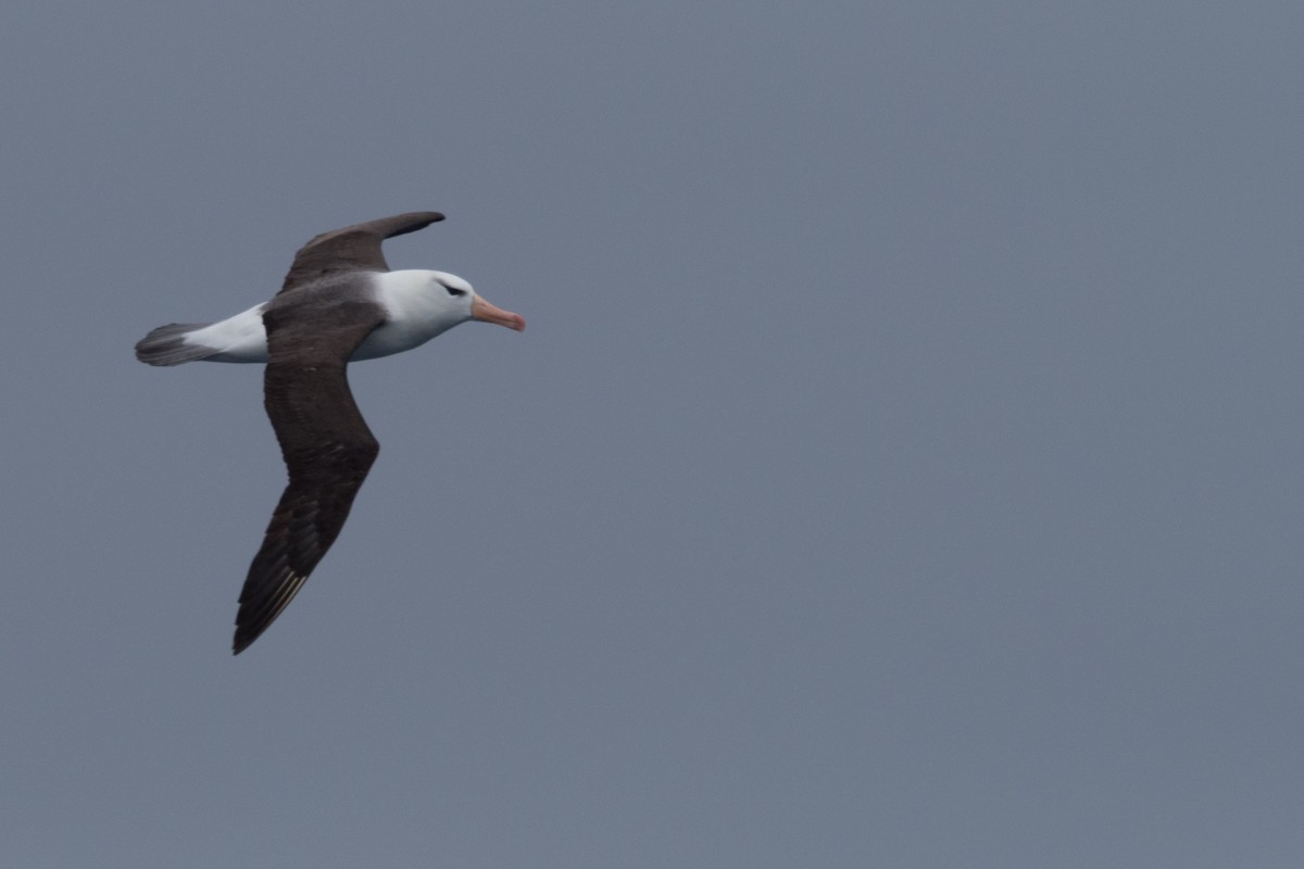 Schwarzbrauenalbatros - ML645504973