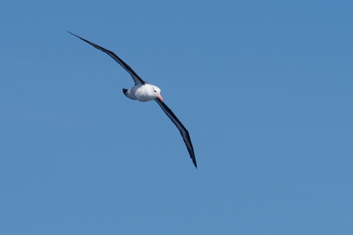 Schwarzbrauenalbatros - ML645504974