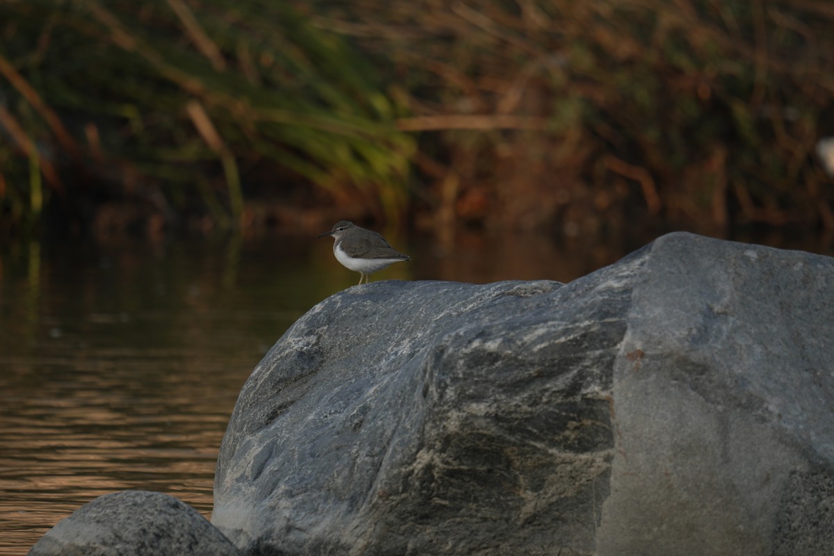 Spotted Sandpiper - ML645504975