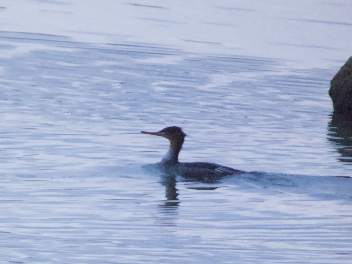 morčák prostřední - ML645504978