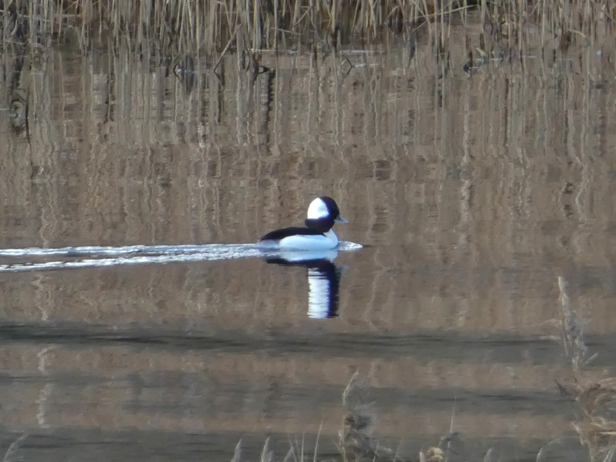 Bufflehead - ML645504980