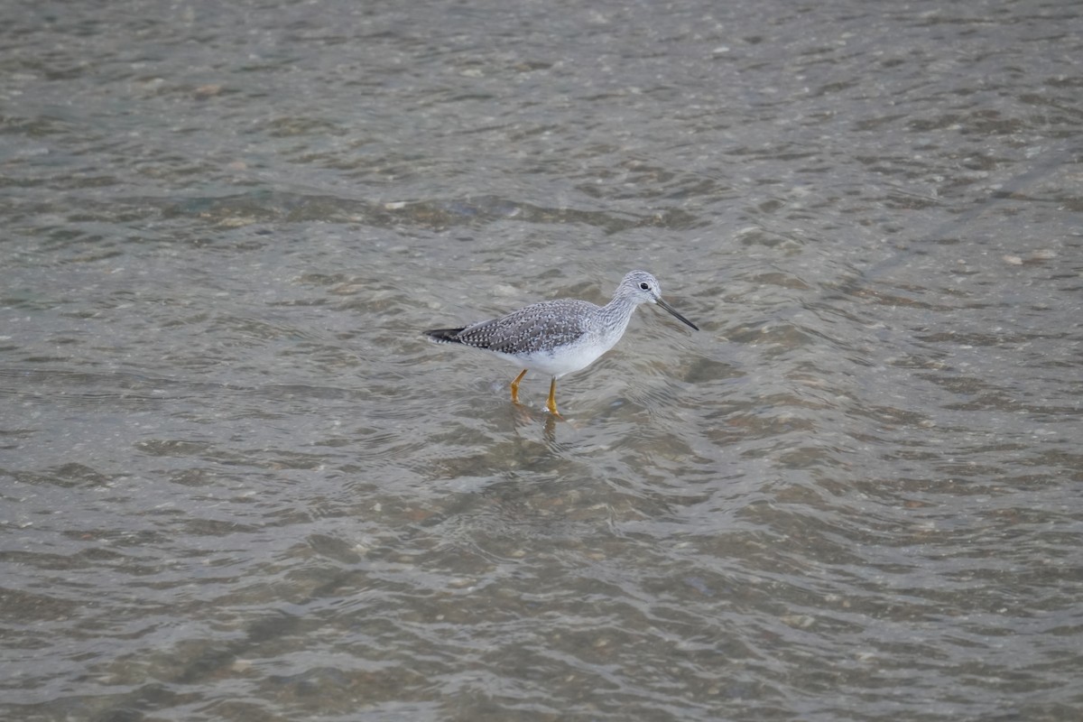 Greater Yellowlegs - ML645504982