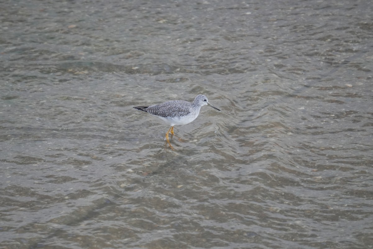 Greater Yellowlegs - ML645504983