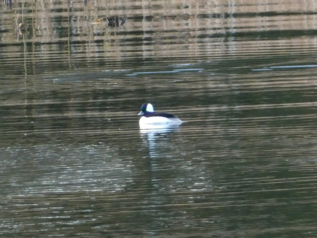 Bufflehead - ML645504984