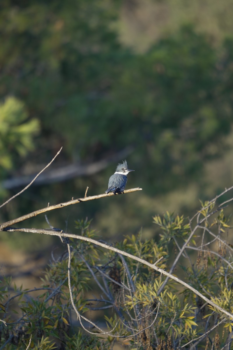 Belted Kingfisher - ML645504990