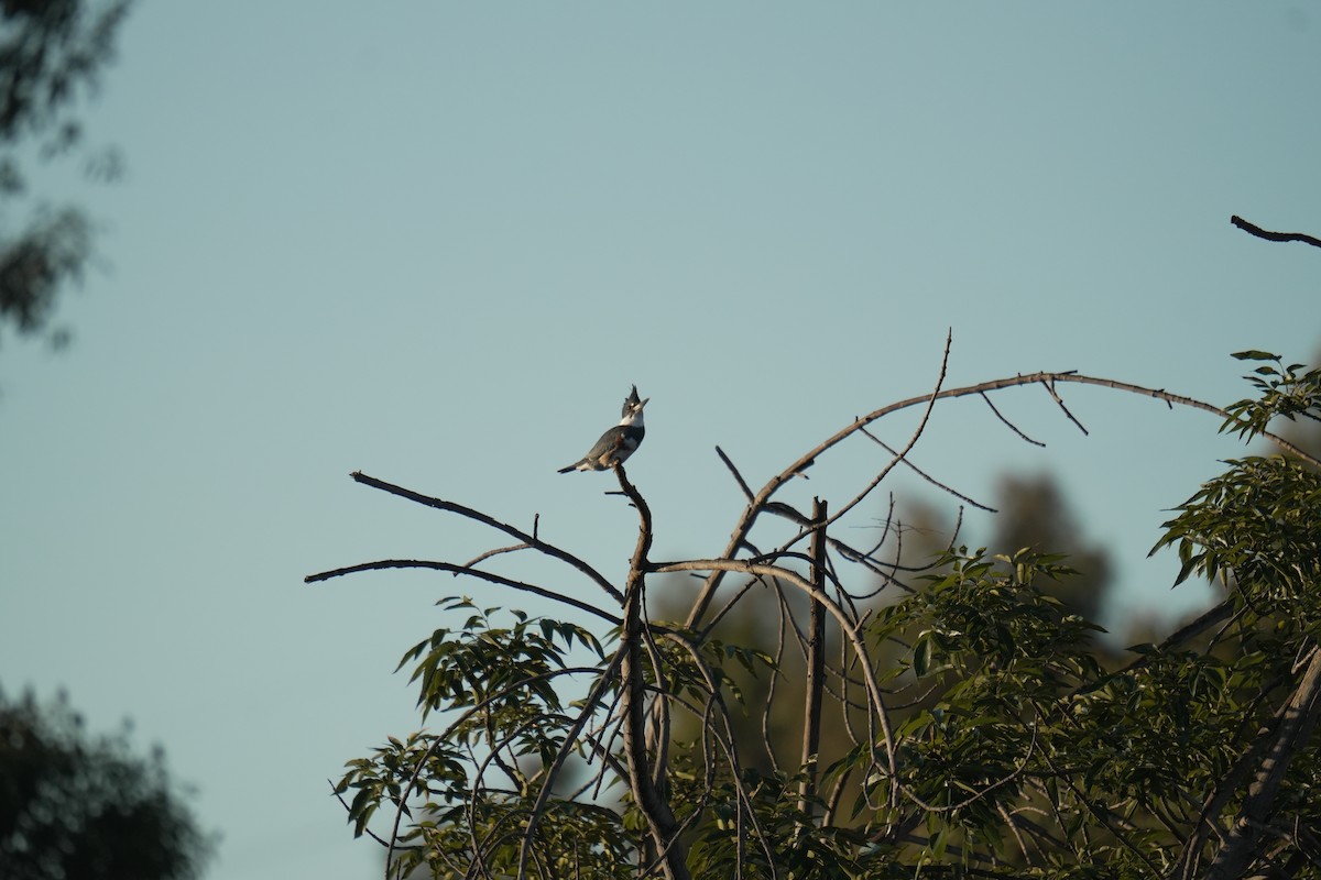 Belted Kingfisher - ML645504991