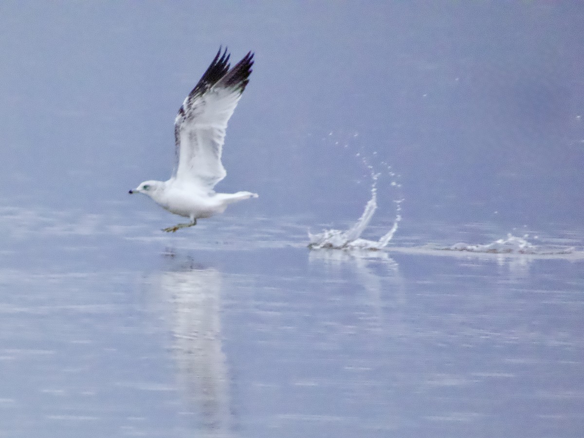 racek kroužkozobý - ML645504994