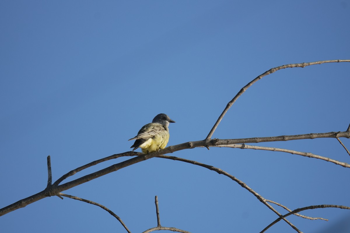 Cassin's Kingbird - ML645505002
