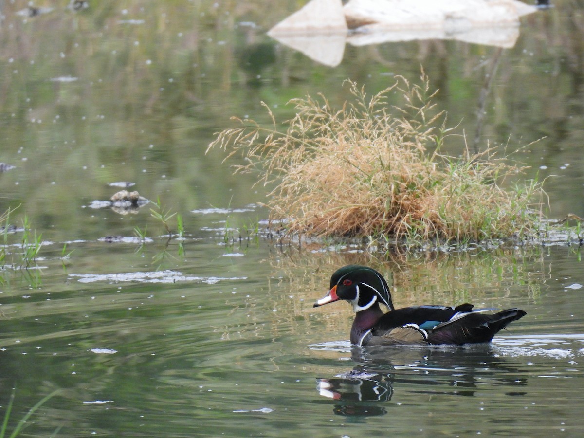 Wood Duck - ML645505007