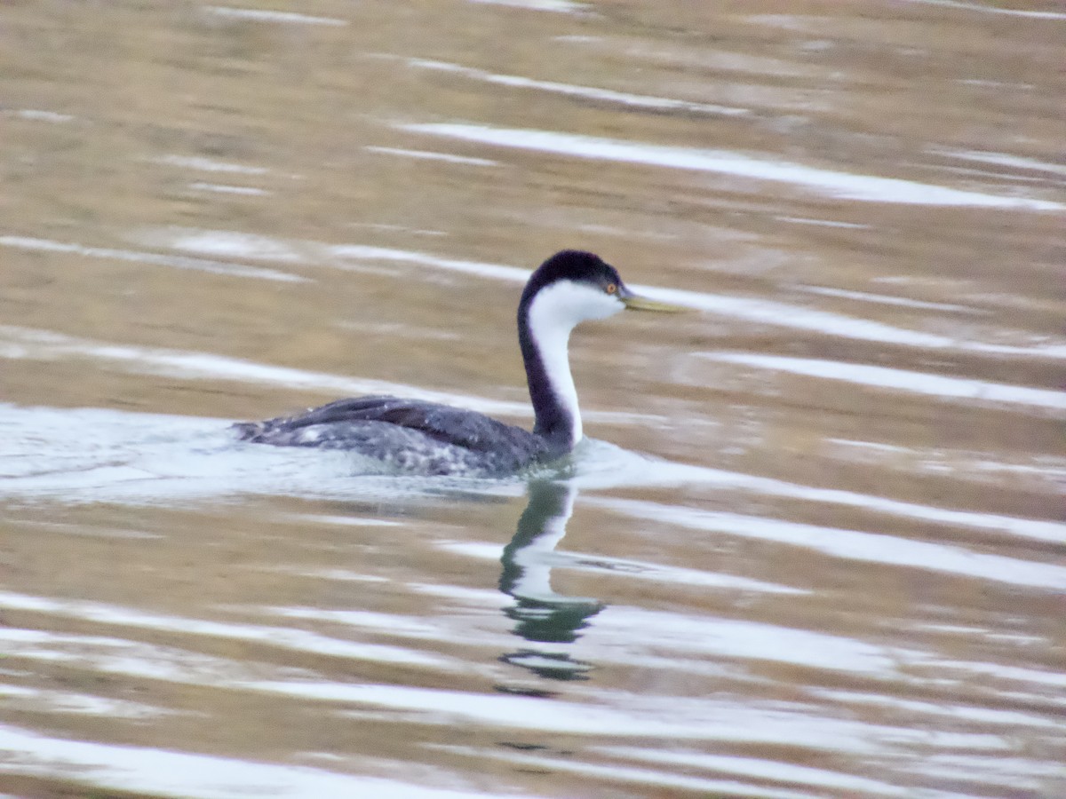 potápka západní - ML645505008