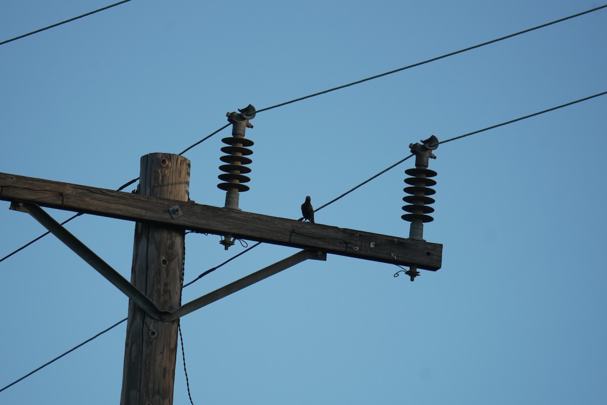 European Starling - ML645505009