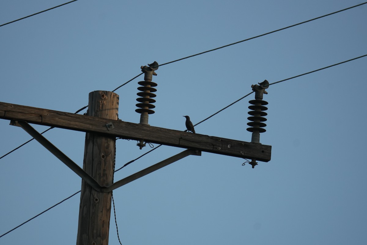 European Starling - ML645505010