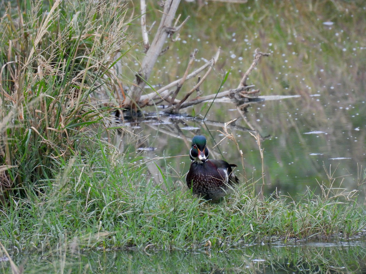 Wood Duck - ML645505014