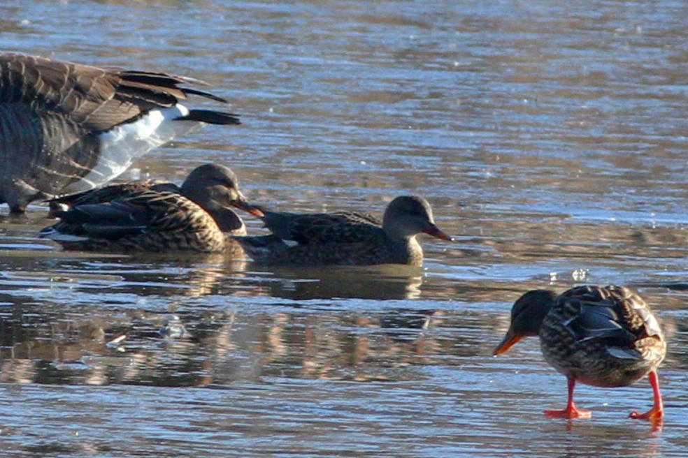 Gadwall - ML645505017