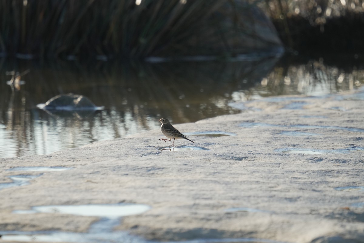 American Pipit - ML645505018
