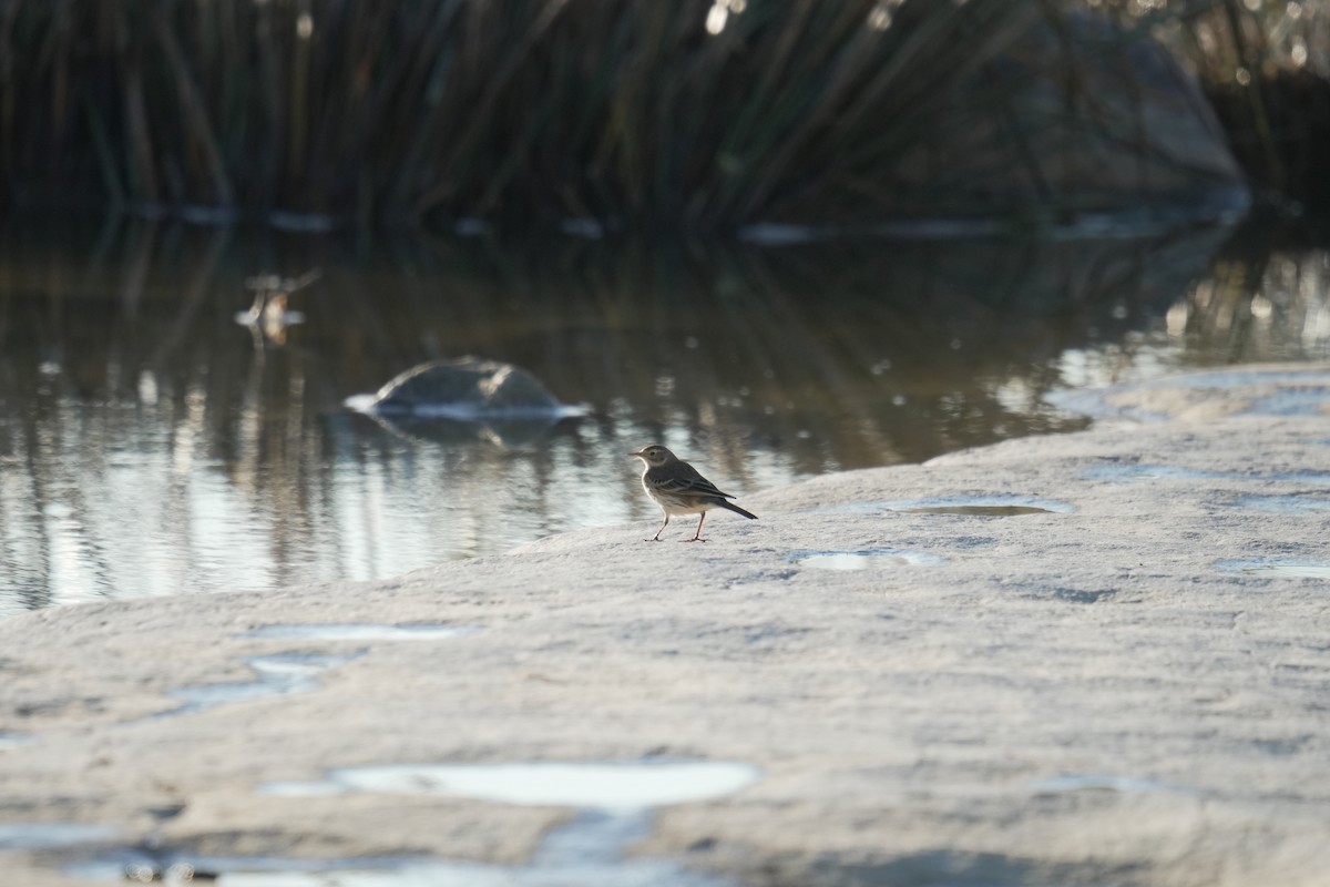 American Pipit - ML645505019