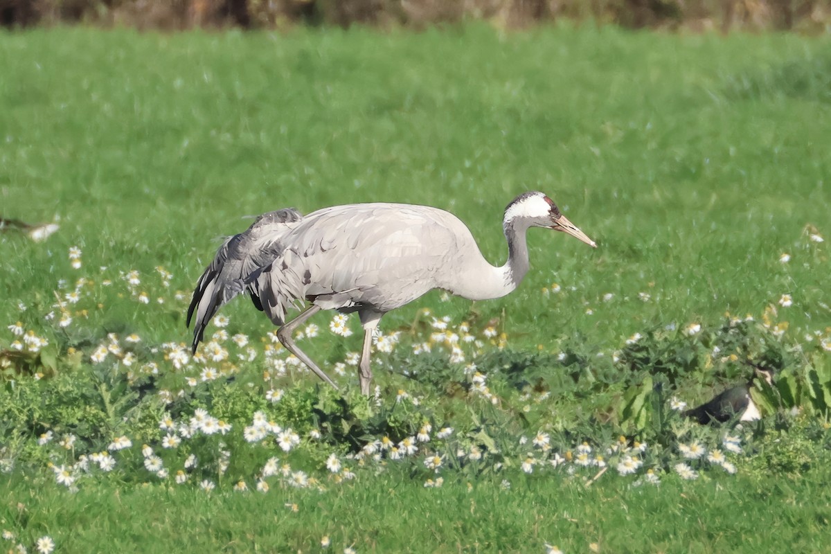 Common Crane - ML645505021
