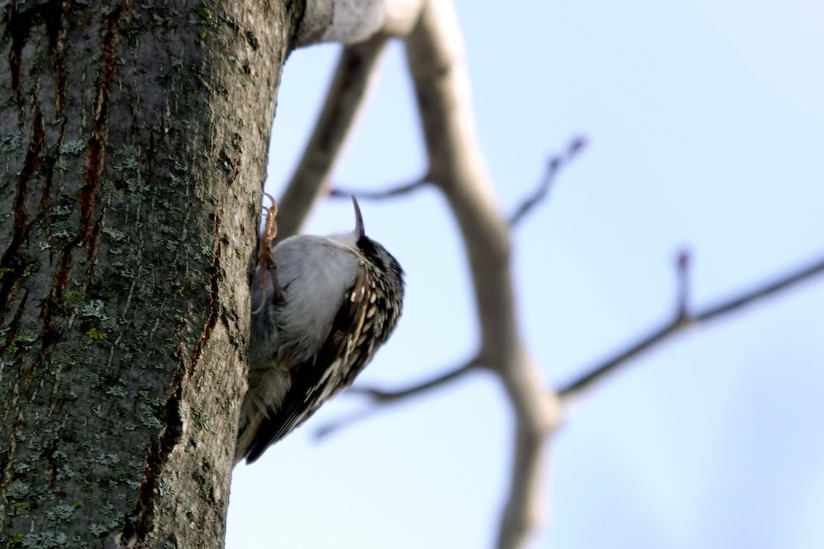 Brown Creeper - ML645505023