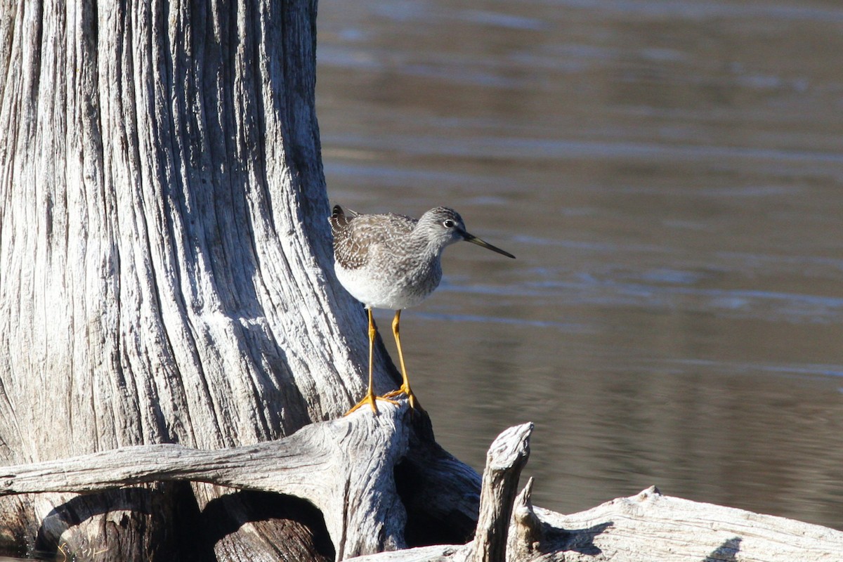 Greater Yellowlegs - ML645505026