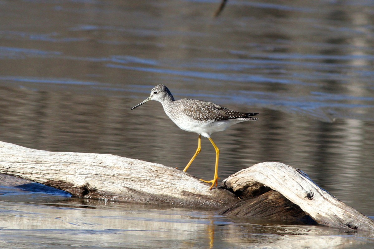 Greater Yellowlegs - ML645505027