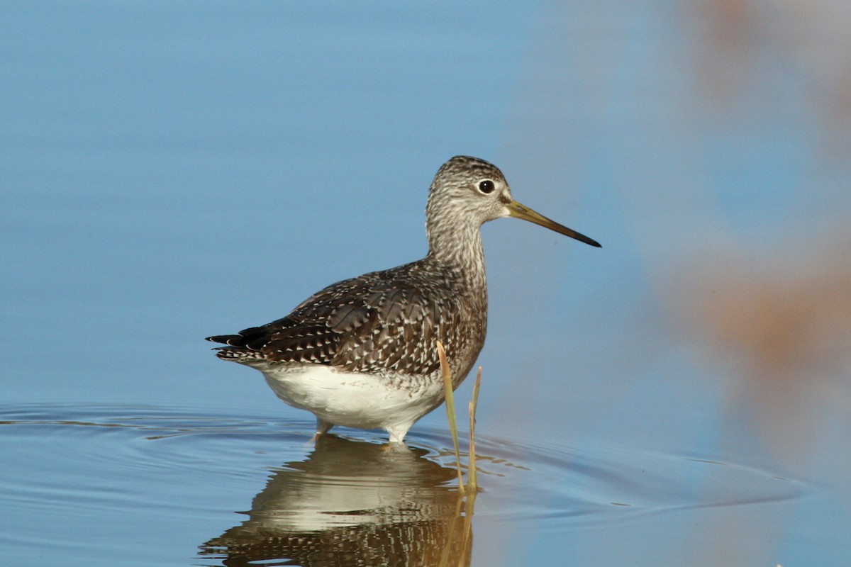 Greater Yellowlegs - ML645505028