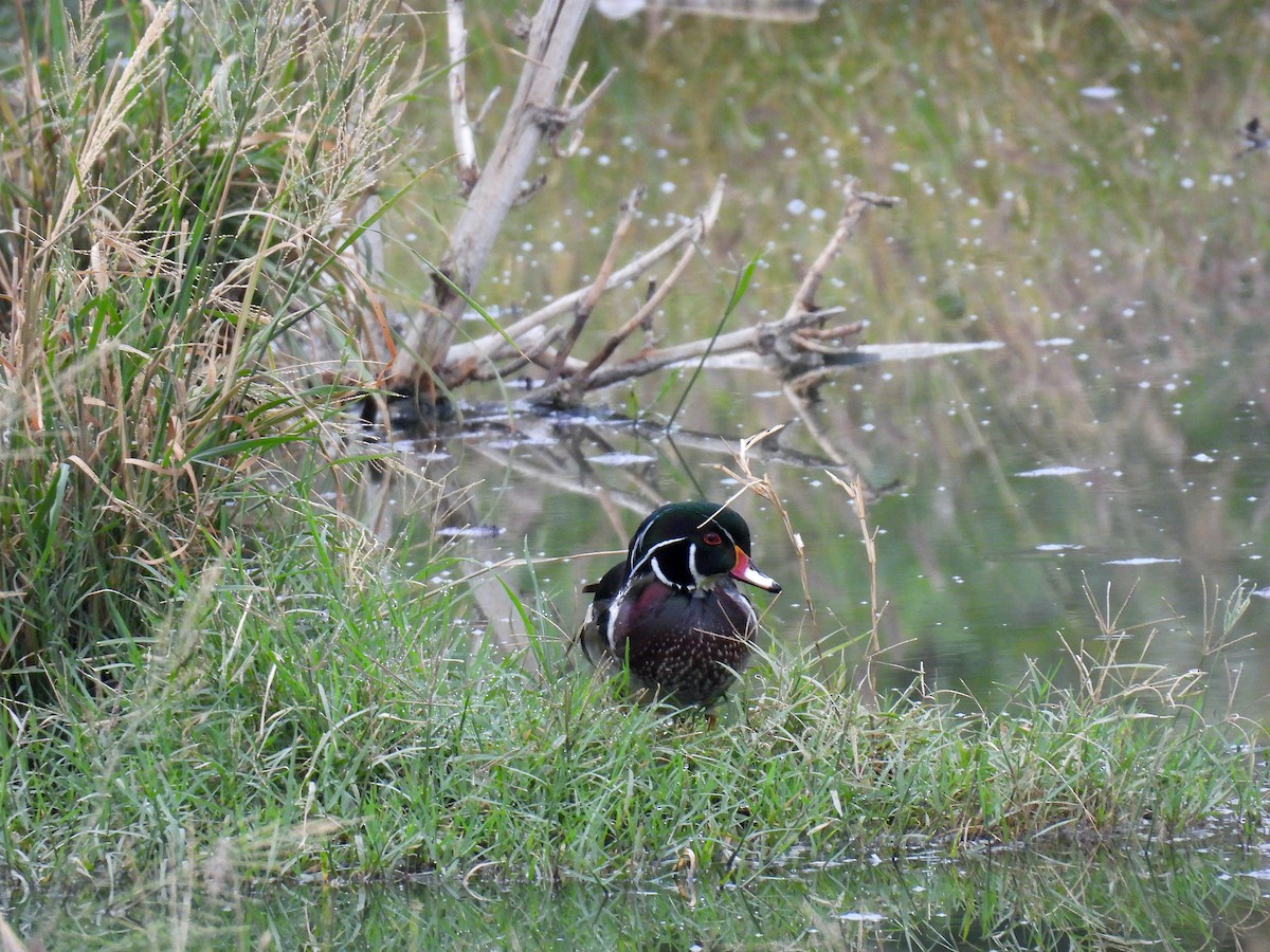 Wood Duck - ML645505029