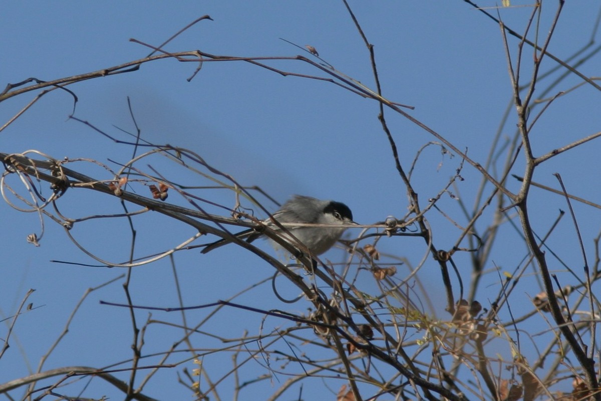 Gobemoucheron à face blanche - ML645505031