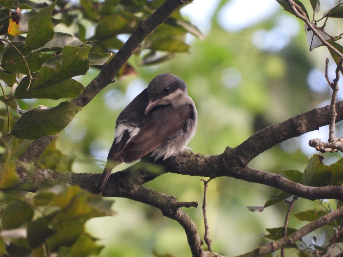 Malabar Woodshrike - ML645505033