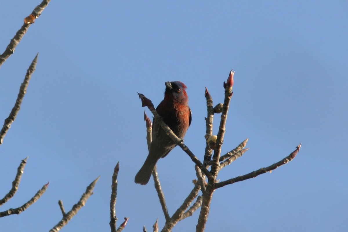 Passerin varié - ML645505037