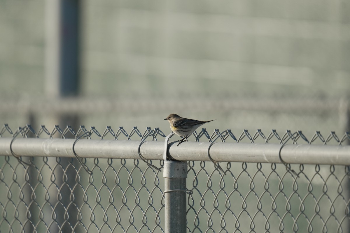 Yellow-rumped Warbler - ML645505040