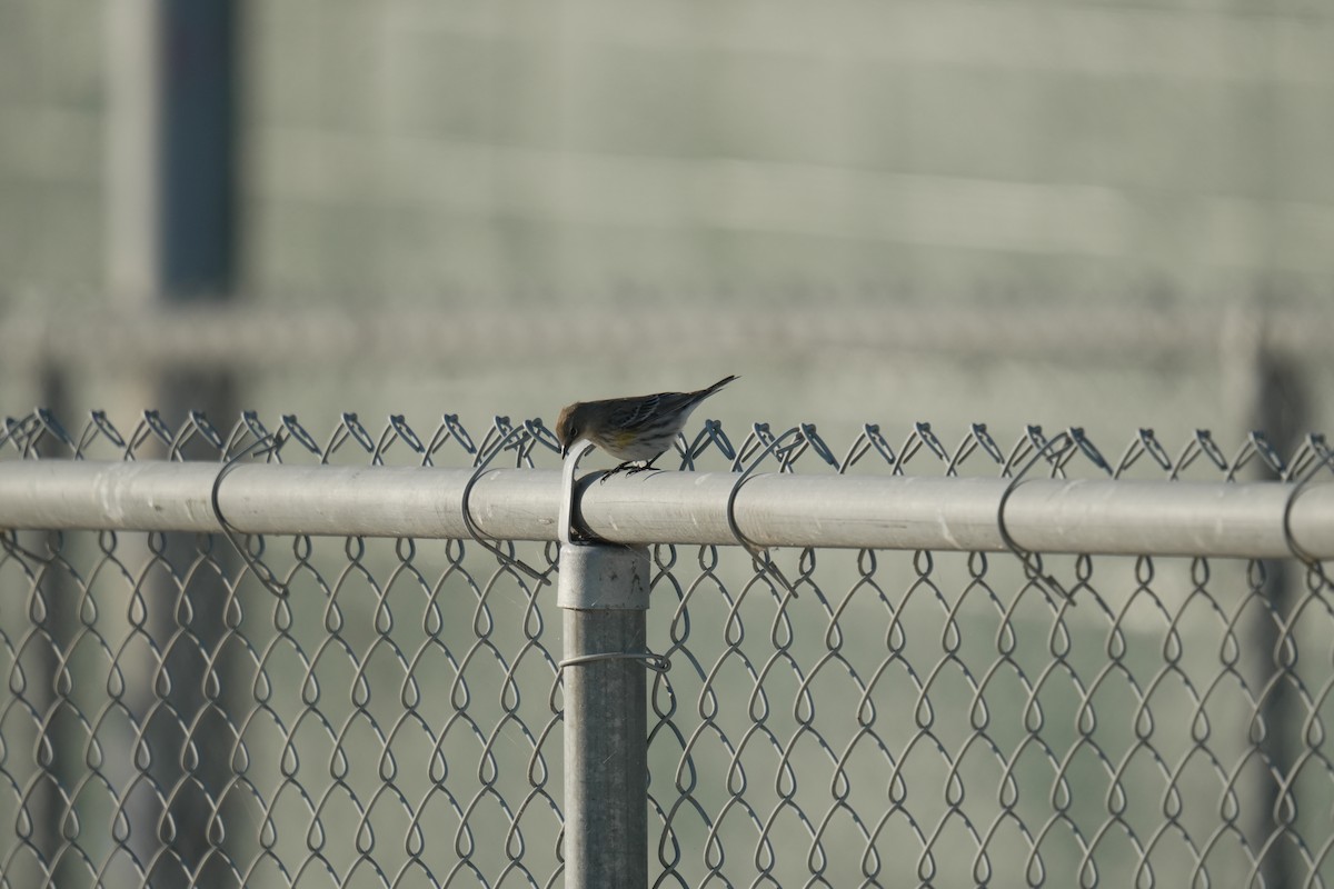 Yellow-rumped Warbler - ML645505041