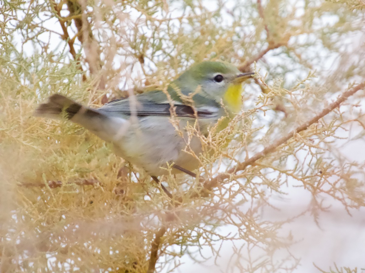 Northern Parula - ML645505042