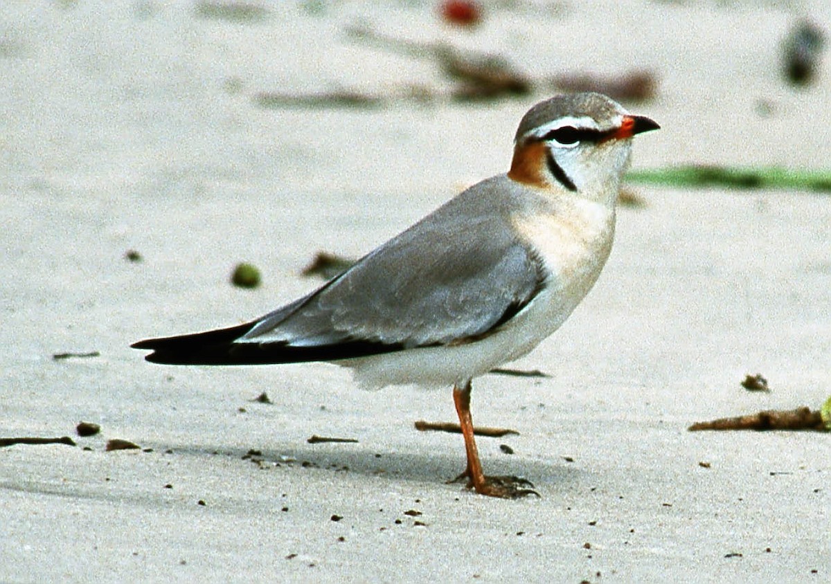 Gray Pratincole - ML645505043