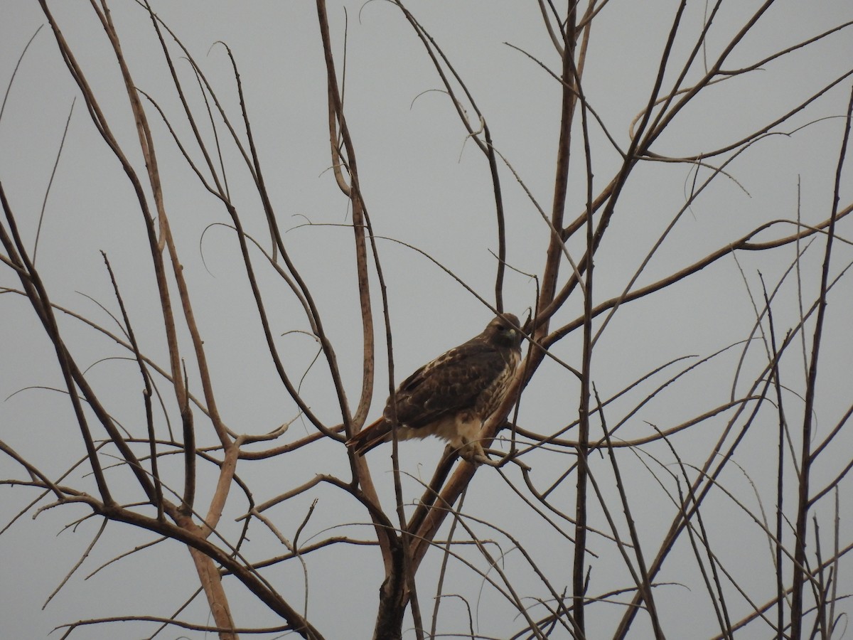 Red-tailed Hawk - ML645505044