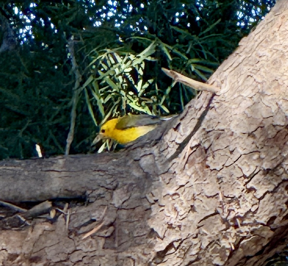 Prothonotary Warbler - ML645505046