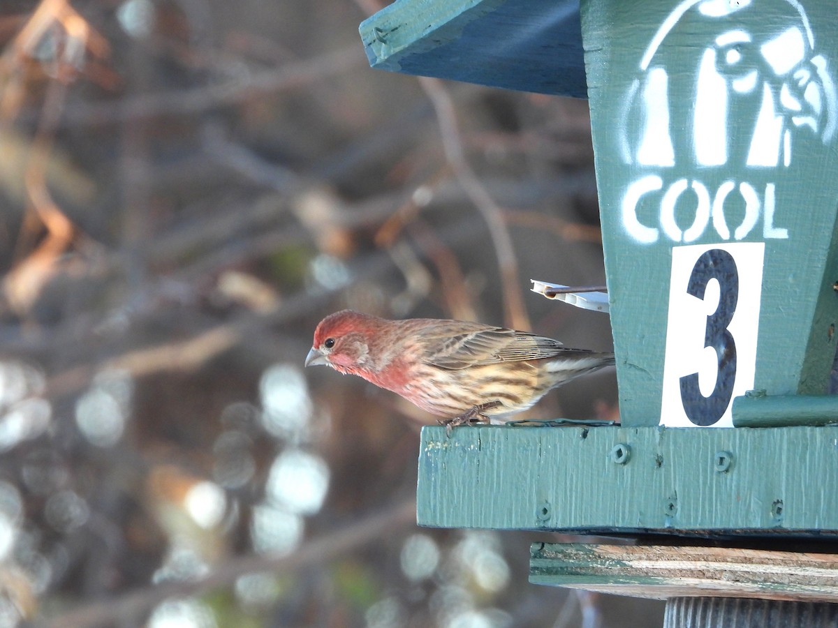 House Finch - ML645505049