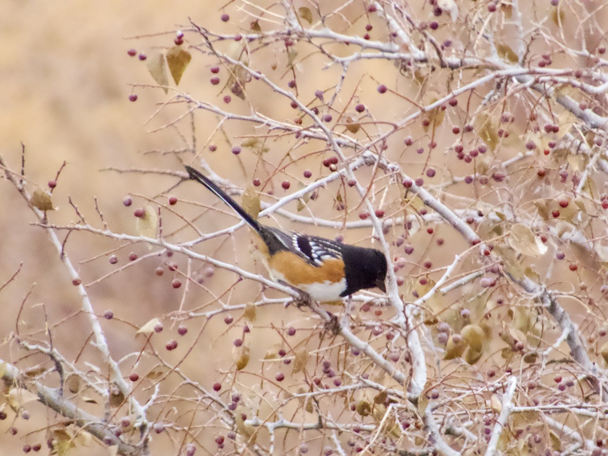 Spotted Towhee - ML645505050