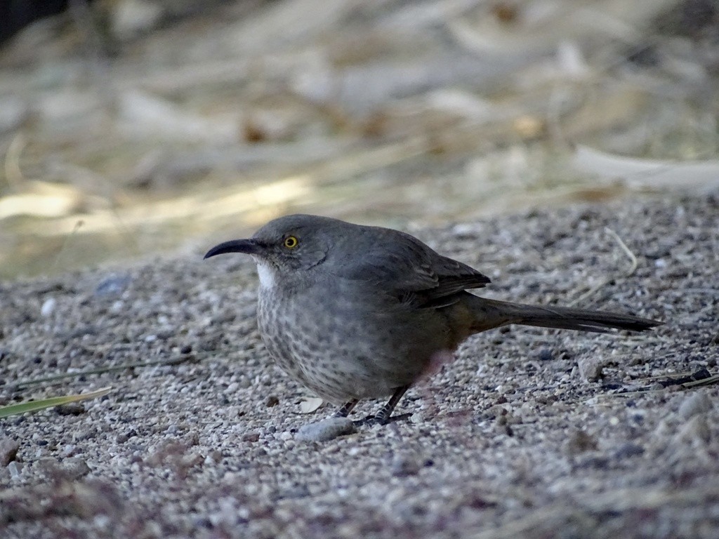 Curve-billed Thrasher - ML645505051