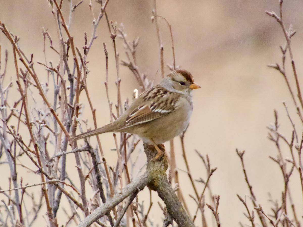 strnadec bělopásý - ML645505052